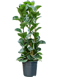 Lush Fiddle Leaf Fig Tree Ficus lyrata 'Bambino' Indoor House Plants