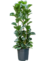 Lush Fiddle Leaf Fig Tree Ficus lyrata 'Bambino' Indoor House Plants