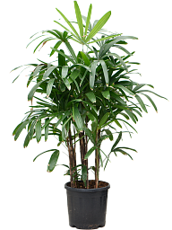 Tropical Lady Palm Rhapis excelsa Indoor House Plants