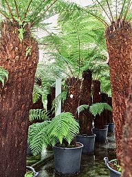 Lush Soft Tree Fern Dicksonia antarctica Tall Indoor House Plants Trees