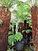 Lush Soft Tree Fern Dicksonia antarctica Tall Indoor House Plants Trees
