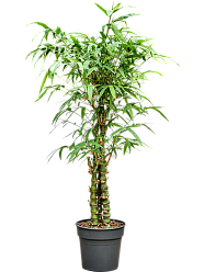 Bambusa ventricosa (140-160)