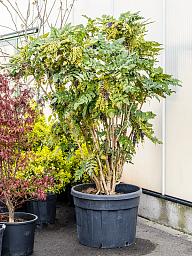 Mahonia media 'Charity'