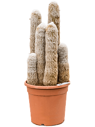 Easy-Care Peruvian Old Lady Espostoa melanostele Indoor House Plants