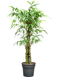 Bambusa ventricosa (140-160)