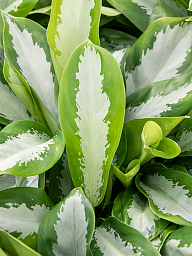 Showy Chinese Evergreen Aglaonema 'Silver Moon' Indoor House Plants