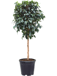 Lush Weeping Fig Ficus benjamina 'Danielle' Indoor House Plants
