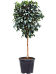 Lush Weeping Fig Ficus benjamina 'Danielle' Indoor House Plants