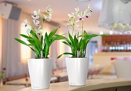 LECHUZA DELTINI|MINI-DELTINI Round Poly Resin Indoor Self-watering Planter