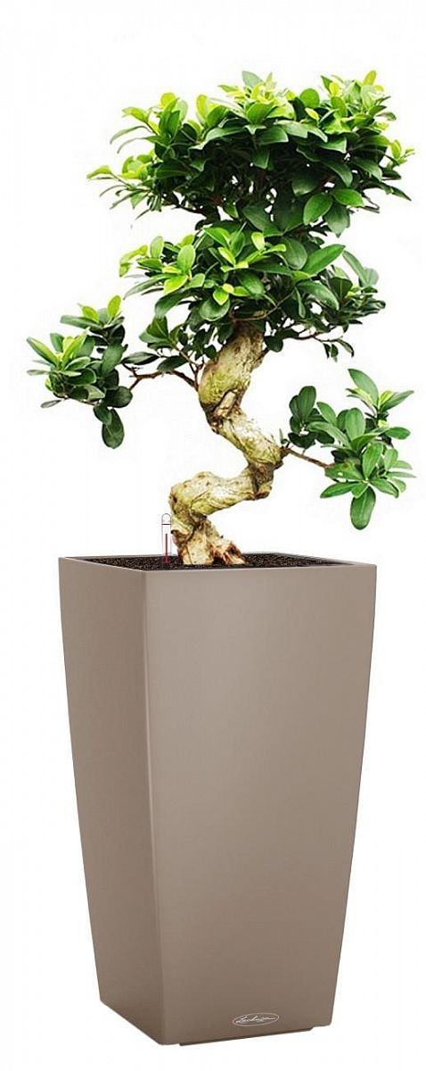 Ficus Microcarpa in LECHUZA CUBICO Color Self-watering Planter, Total Height 105 cm