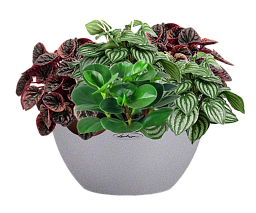 Peperomia in LECHUZA CUBETO Stone Self-watering Planter, Total Height 25 cm