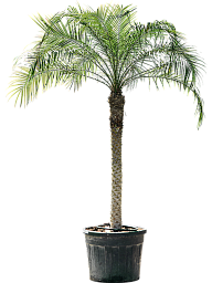 Tropical Pygmy Date Palm Phoenix roebelenii (470-500) Indoor House Plants