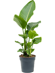 Tropical Bird of Paradise Strelitzia nicolai Indoor House Plants