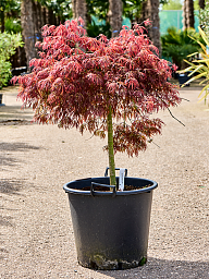 Colorful Maple Acer pal. 'Pendulum Julian' Outdoor Plants