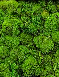 Ballmoss Artificial Moss Plant