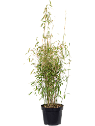 Fargesia murieliae 'Jumbo'