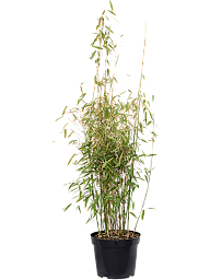 Fargesia murieliae 'Jumbo'