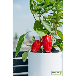 Fiberstone Glossy Puk Light Planter by Idealist Premium
