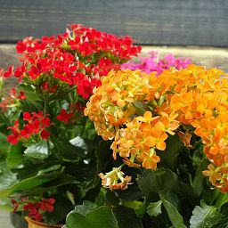 Blooming Kalanchoes Maxi in LECHUZA BALCONERA Cottage Self-watering Planter, Total Height 40 cm