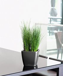 LECHUZA Quadro LS Square Poly Resin Self-watering Planter