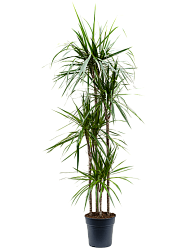 Showy Madagascar Dragon Tree Dracaena marginata Tall Indoor House Plants Trees