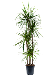 Showy Madagascar Dragon Tree Dracaena marginata Tall Indoor House Plants Trees