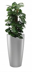 Monstera Deliciosa in LECHUZA RONDO Self-watering Planter, Total Height 150 cm