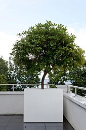 Square Fiberstone Planter by Idealist Premium JUMBO Glossy