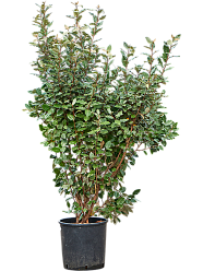 Elaeagnus ebbingei 'Compacta' (140-160)