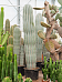 Easy-Care Mexican Giant Cactus Pachycereus pringlei Indoor House Plants