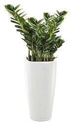 Zamioculcas Zamiifolia in LECHUZA RONDO Self-watering Planter, Total Height 150 cm