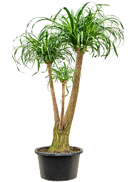 Tropical Ponytail Palm Beaucarnea recurvata Tall Indoor House Plants Trees