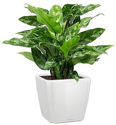 Aglaonema Maria in LECHUZA QUADRO LS Self-watering Planter, Total Height 60 cm
