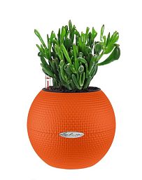 Crassula Ovata Hobbit Money Plant in LECHUZA-PURO Self-watering Planter, Total Height 30 cm