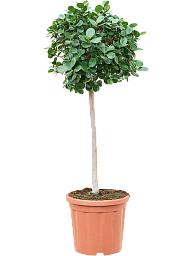 Lush Weeping Fig Ficus panda Tall Indoor House Plants Trees