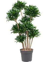 Easy-Care Corn Plant Dracaena fragrans 'Compacta' Indoor House Plants