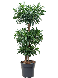 Easy-Care Dragon Tree Pleomele (Dracaena) reflexa Tall Indoor House Plants Trees