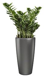 Zamioculcas Zamiifolia in LECHUZA RONDO Self-watering Planter, Total Height 150 cm