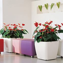 LECHUZA Quadro LS Square Poly Resin Self-watering Planter
