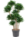 Easy-Care Corn Plant Dracaena fragrans 'Compacta' Indoor House Plants