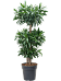 Easy-Care Dragon Tree Pleomele (Dracaena) reflexa Tall Indoor House Plants Trees