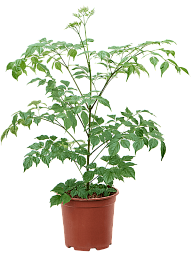 Lush China Doll Plant Radermachera sinica Indoor House Plants