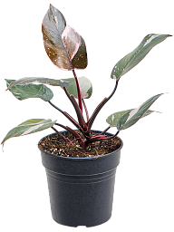 Lush Heart-Leaf Philodendron 'Pink Princess' Indoor House Plants