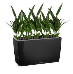 Aspidistra in LECHUZA CARARO Self-watering Planter, Total Height 120 cm