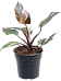 Lush Heart-Leaf Philodendron 'Pink Princess' Indoor House Plants