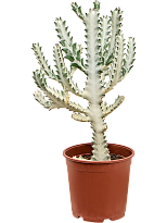 Euphorbia lactea 'Ghost' W45 H(47-55) cm, Potsize D25 cm