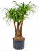 Tropical Ponytail Palm Beaucarnea recurvata Tall Indoor House Plants Trees