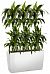 Dracaena Fragrans Janet Greig in LECHUZA CARARO Self-watering Planter, Total Height 130 cm