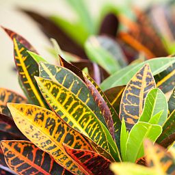 Colorful Croton (Codiaeum) variegatum 'Petra' Indoor House Plants