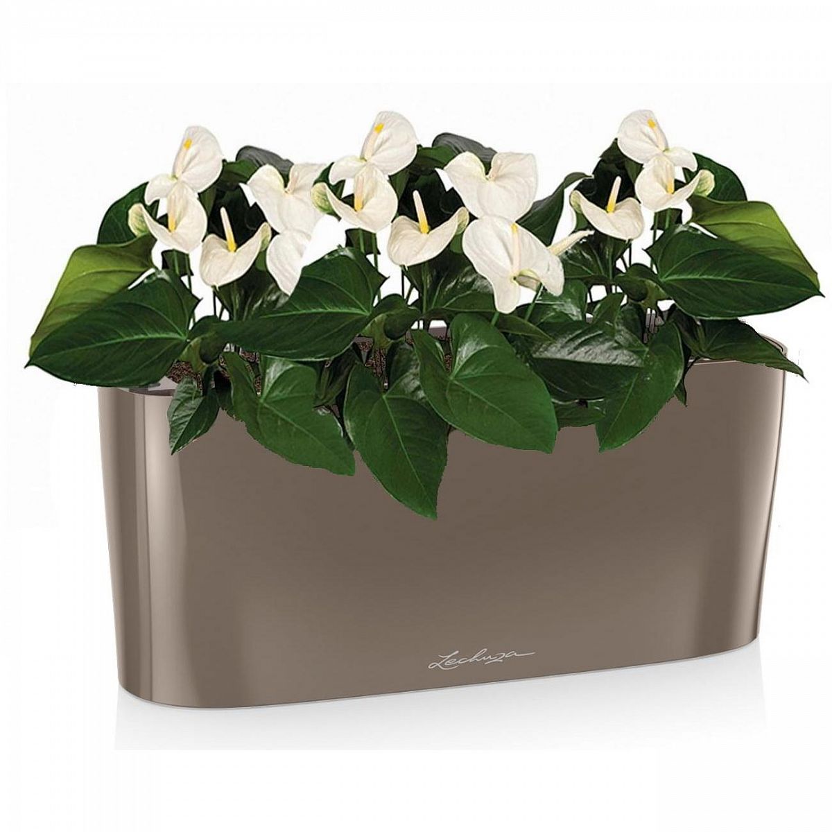 Blooming Anthurium Andraeanum White in LECHUZA DELTA Self-watering Planter, Total Height 45 cm